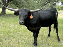 JANGOS’ BLACK CHERRY