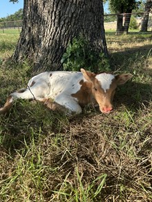 Royal T x Gingersnap Bull 507