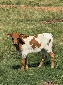 CBF Sierra Sage