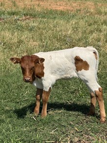 CBF Cajun Duchess