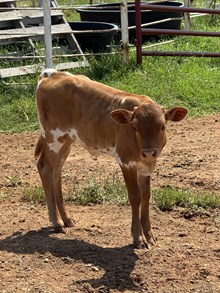 CBF Alamita