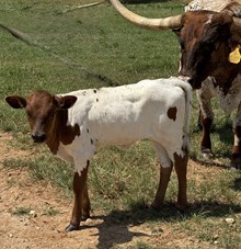 CBF Texiana