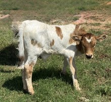 CBF Crockett