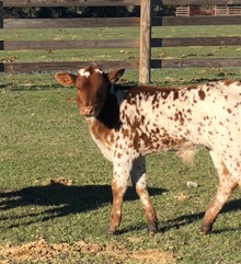 WHISKEY BULL CALF