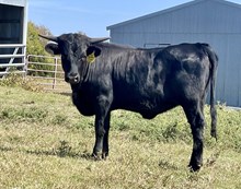 LCL’s Smokin Black Betty 