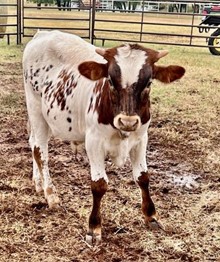 Kelvin x MF Just Gorgeous 2023 bull