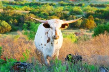 BG Dreaming of Blue Bell