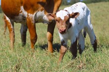 2023 Special Delivery Bull