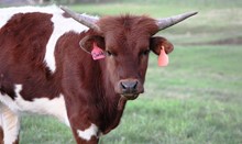 2019 Charlotte Heifer
