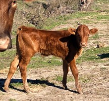 STRAIGHT FLUSH BULL CALF