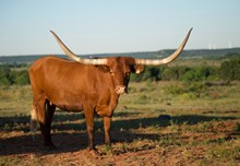 CV DELILA