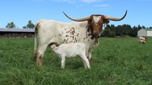 BULL 8/12