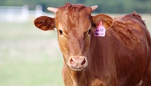 2019 Secret Passion Heifer