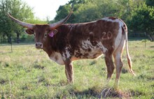 ZD HONKY TONK DICE