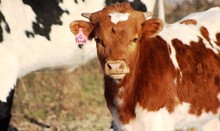 2020 Seb C Point Bull