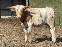 Heifer 2024