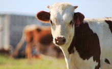2019 African Charmer Heifer