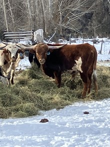 Bull 245