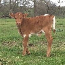 Revelation x Tabby bull calf
