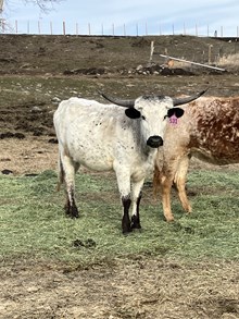 Iron Rose 23 Heifer