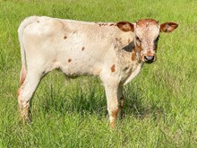 HC Halo Bullwinkle