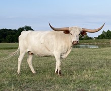 TUFF PEARL