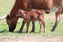 UNSTOPABULL HONEY 2019 BULL CALF