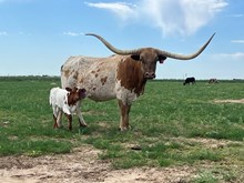 LJL Texas Melody