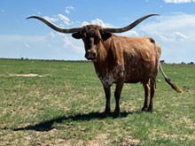 LJL TEXAS ROSIE