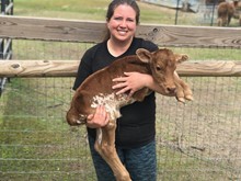 NINE TO NOTHING 2019 BULL CALF
