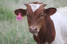 2019 Almendra Gail Bull
