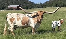 BL COWGIRL TUFF