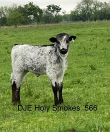DJE Holy Smokes