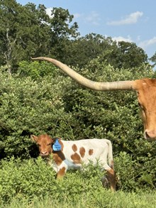 Texas Tanktop Bull