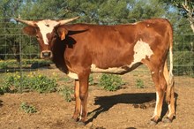 Cowboy Charlemagne x Miss Respect heifer 2015