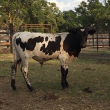 Killer x Coopers Lynn bull calf