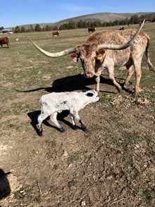 Horn Wine X Sassy Cowgirl 25 Bull