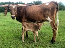 ROLLING PRETTY 2019 BULL CALF