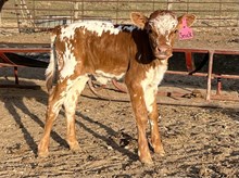 Snickers Heifer