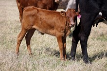2021 Ebony Twist Heifer