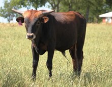 2016 Rio Reba Bull