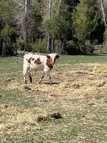 Reckon So X RR Lucky’s Boomerang 24 Bull