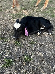 Horn Wine X Fancy Like Edna 25 Heifer