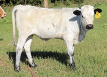 LCL’s Nellie