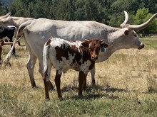 Cash Deal X Concealed Cache 24 Bull