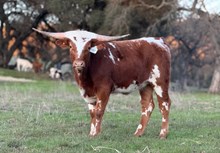 SLL TEXACO’S RUBY
