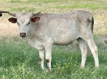 TUCO x ORO BIANCO steer