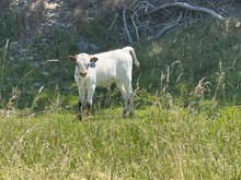 Cash Deal X Iron Chex 24 Bull