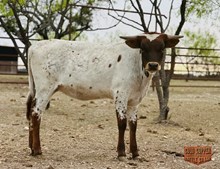 4C COVER GIRL HEIFER X HEAT SEEKER