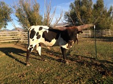 BEERE'S STONEWALL JACKSON